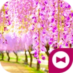 benifuji flowers android application logo